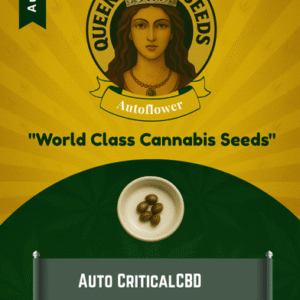 Auto Critical (CBD Auto) Strain Marijuana Seeds