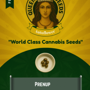 Prenup Feminized Seeds