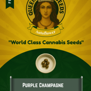 Purple Champagne Feminized Seeds
